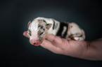 Australian Shepherd Puppy