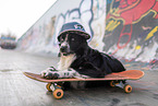 Australian Shepherd at Skateboard