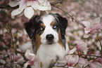 Australian Shepherd Portrait