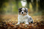 young Australian Shepherd