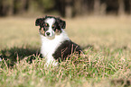 8 weeks old male Australian Shepherd puppy