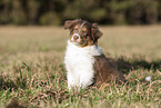 8 weeks old male Australian Shepherd puppy