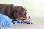 2 weeks old Australian Shepherd puppy