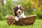 4 weeks old Australian Shepherd puppy