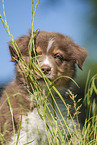 8 weeks old Australian Shepherd puppy