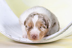 2 weeks old Australian Shepherd puppy