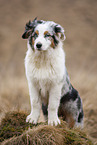 sitting Australian Shepherd