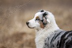 Australian Shepherd Portrait