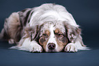 lying Australian Shepherd