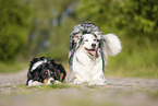 Australian Shepherds