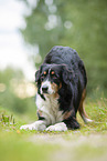 Australian Shepherd invites to play