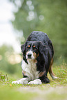 Australian Shepherd invites to play