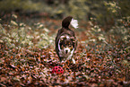 Australian Shepherd running through foliage