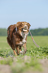 running Australian Shepherd