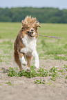 running Australian Shepherd