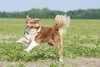 running Australian Shepherd