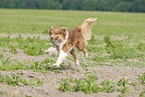 running Australian Shepherd