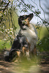 sitting Australian Shepherd