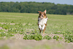 running Australian Shepherd