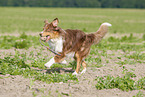 running Australian Shepherd