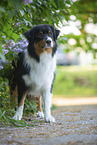 Australian Shepherd by Lilac