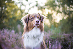 Australian Shepherd in the heather