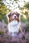 Australian Shepherd in the heather