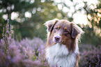 Australian Shepherd in the heather