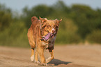 Australian Shepherd in summer