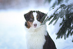 female Australian Shepherd