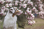 female Australian Shepherd