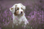 Australian Shepherd Puppy