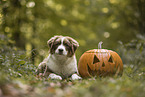 young Australian Shepherd