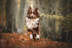 male Australian Shepherd