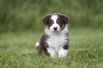 Australian Shepherd Puppy