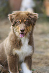 red-tri Australian Shepherd puppy