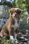 red-tri Australian Shepherd puppy