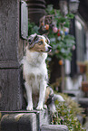 female Australian Shepherd