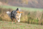 Australian Shepherd