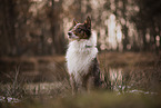 Australian Shepherd