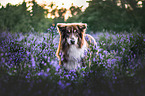 Australian Shepherd