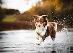 Australian Shepherd