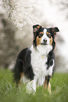 Australian Shepherd