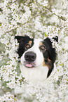 Australian Shepherd