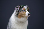 Australian Shepherd