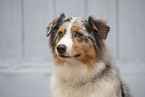 Australian Shepherd