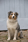 Australian Shepherd