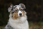 Australian Shepherd