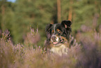 Australian Shepherd