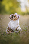 Australian Shepherd Puppy